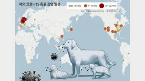 보호자 확진뒤 고양이 양성… 해외선 ‘밍크→사람 전파’ 의심사례