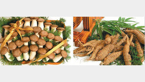 화순서 자란 새송이버섯-더덕… 진한 향이 일품