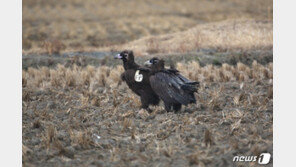 몽골서 윙택 부착한 독수리, 서산시 천수만서 확인