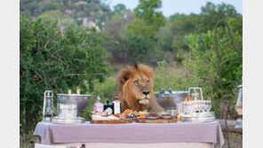 “날 위한 만찬?” 연회 중 깜짝 등장한 사자에…