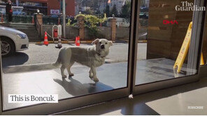 6일간 병원 앞 지킨 강아지…주인 퇴원에 ‘폴짝폴짝’