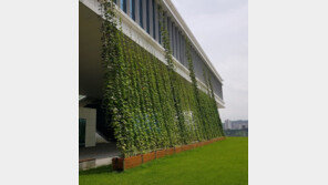 경기, 학교-도서관 등 87곳에 ‘그린커튼’ 조성