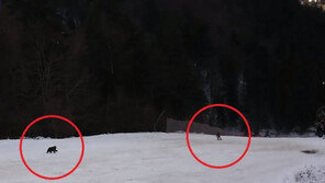 스키 타는 남성 맹렬히 뒤쫓은 곰…간신히 따돌린 비법은?