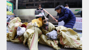 시끄럽다며 각목으로 개 때려죽인 40대, 벌금 1200만원