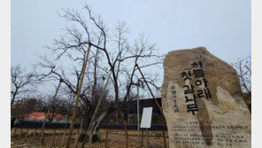 두 전래동화를 품은 상주 곶감[청계천 옆 사진관]