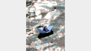 종이배[고양이 눈]