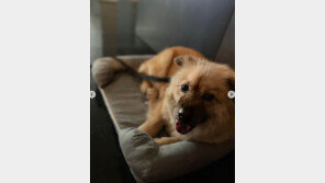 조승우, 안락사 위기 유기견 입양…“이름은 곰자” 투샷 공개