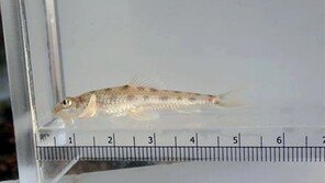 청주 미호천서 멸종위기 1급 어류 ‘흰수마자’ 발견