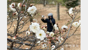 대학 교정에 활짝 핀 매화