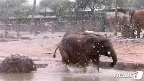 ‘사막’ 애리조나에 내린 폭설…깜짝 놀란 아기코끼리의 반응은?