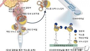 췌장에서 분비되는 엑소좀 이용 췌장암 진단한다