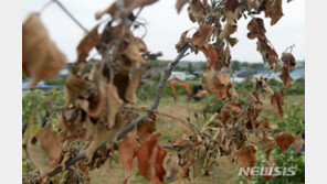 이웃땅 경계에 소금 뿌려 말라죽은 나무…2심 벌금형