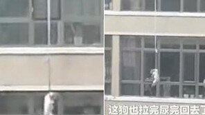 산책시키려고…8층 창밖으로 줄 매단 강아지 내려보내 (영상)