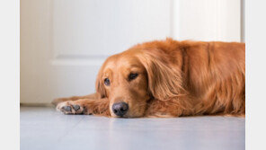 “아프지 마” 산소호흡기 낀 주인 걱정돼 곁을 떠나지 않은 犬