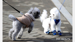 개·고양이도 코로나 검사 받는다…확진 시 14일간 격리