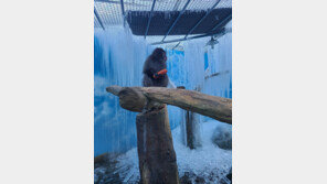 얼음집에 갇힌 원숭이…한순간 지옥된 대구 동물원