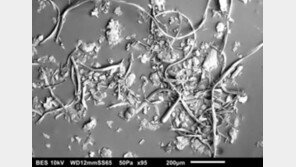  다이슨 “청결·먼지 유해성 가장 민감한 국가는 한국”