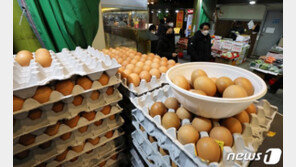 제주 ‘金계란’ 한풀 꺾일까…소비자가격 상승세 ‘주춤’