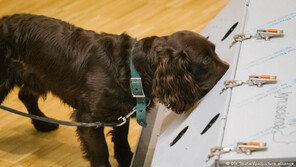 “독일 탐지견, 94% 정확도로 코로나 감지…무증상도 찾아내”