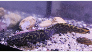 단양아쿠아리움에 새식구 희귀어종 ‘모오케’ 들어와