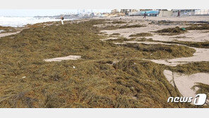 코끼리 1000마리 무게 괭생이모자반 덮쳐 제주 ‘쑥대밭’