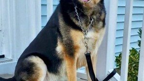 “911에 전화해라 멍멍!” 쓰러진 주인 끌고 가 신고 도운 犬