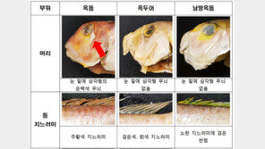 비싼 ‘옥돔’, 사고 보니 값싼 ‘옥두어’?