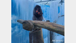 ‘학대 논란’ 대구 동물원 경찰 수사받는다…강력 행정처분도