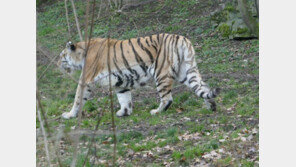 인니 호랑이 2마리, 사육사 죽이고 탈출…주민 외출 자제령→사살·생포