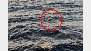 푸른바다거북, 괭생이모자반 걸려 폐사 위기…해경구조