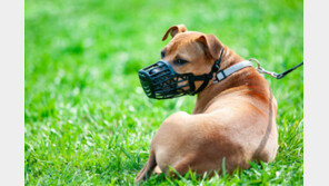 유기견 데려와 돌봤는데…한밤중 습격에 주인 사망