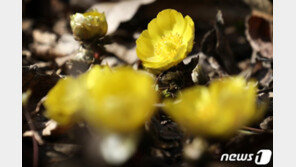 한파·고온 반복 1월 기온차 48년만에 최대 19.6도 …주범은 북극 온난화