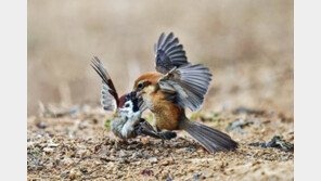 동요 ‘까치 까치 설날~’의 주인공은 ‘귀여운 학살자’