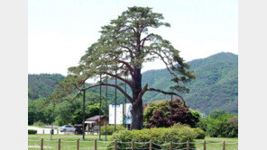 보은군 “천연기념물 정이품송 자목 200그루 분양”
