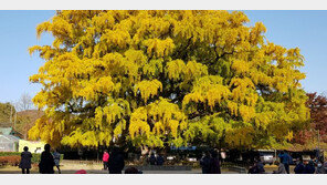 천연기념물 된 은행나무