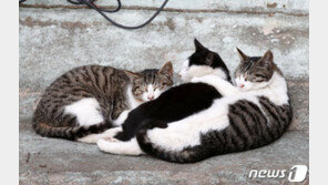 서울시, 8일부터 개·고양이 대상 코로나 검사…확진시 자가격리