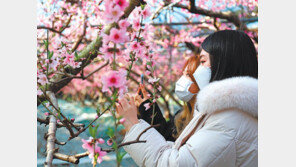 활짝 핀 복사꽃