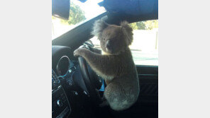 고속도로 코알라 피하려다… 차량 5대 추돌