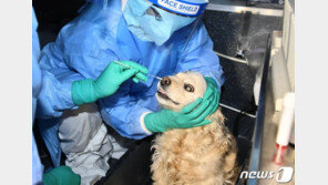 서울 반려동물 1호 검사대상은 코카스파니엘…10일 저녁 결과 나와