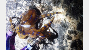 ‘청산가리 10배 맹독성’ 파란선문어 제주 해안가서 발견