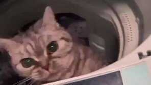 반려묘 세탁기에 넣고 돌려…“배변 실수해 벌준 것” 주장