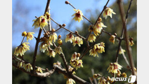 설 연휴 전날 퇴근·귀성길 포근…미세먼지 나쁘고 짙은 안개