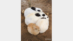 뭉치면 따뜻해[고양이 눈]