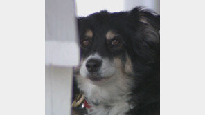 “그야말로 개부자”…55억 원 상속받은 반려견 루루