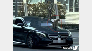 “운동 시키려고”…벤츠 보닛 위에 고양이 올려 놓고 주행한 차주