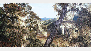 “코로나19 원인은 기후변화”… 바이러스 품은 박쥐들 아시아로 유입