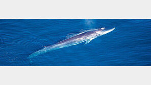 참고래 노랫소리로 바닷속 지질구조 들여다본다