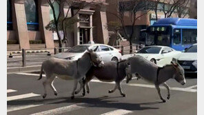 강남 한복판 뛰어다니는 당나귀… 주인에 범칙금 5만원