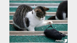 서울시, 반려동물 코로나 첫 감염 확인 “구토 등 증상”