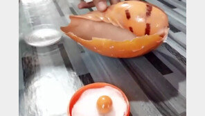 1800원짜리 고둥에서 ‘주황색 진주’…3억원대 추정